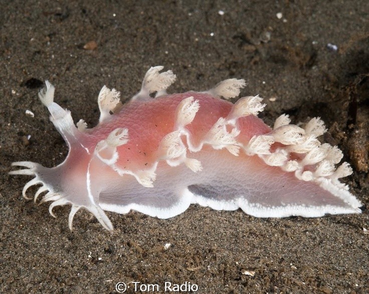 Photo:  nudibranch Tritonia diomedea